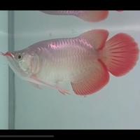Gambar AROWANA SUPER RED SHORT BODY HIGH QUALITY SPEK KONTES FULL MULUS dari Key Arowana Shop undefined 3 Tokopedia