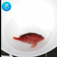 Gambar Flame Hawk fish size M import dari PaLg.Toko Marine undefined 1 Tokopedia
