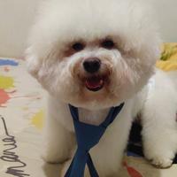 Gambar Jasa Pacak Anabul Bichon Frise Show Quality dari Juragan PalugadaPreloved undefined 1 Tokopedia