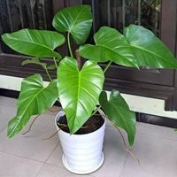 Gambar tanaman hias Philo marble / bunga Philodendron marble murah dari LarasFloraa undefined 1 Tokopedia