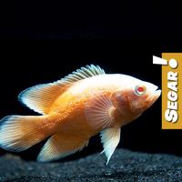 Gambar Oscar Paris Albino (M) Grade A Ikan Hias Predator Hiasan Aquarium Aquascape dari mybigbox undefined 4 Tokopedia