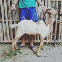 Gambar Kambing Domba Kurban Qurban berkualitas & murah dari bakoel daging undefined 1 Tokopedia