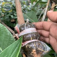 Gambar Fresh cangkok mamey sapote jenis super red dari BERTY FLOWER undefined 2 Tokopedia