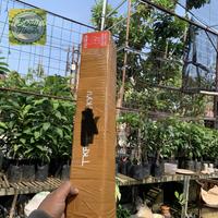 Gambar Fresh cangkok mamey sapote jenis super red dari BERTY FLOWER undefined 3 Tokopedia