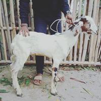 Gambar Kambing Domba Kurban Qurban berkualitas & murah dari bakoel daging undefined 2 Tokopedia