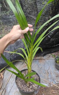 Gambar Tanaman Anggrek Tebu / Pohon Anggrek Grammatophyllum Speciosum - Bibit Tanaman Hias Bunga Anggrek Tebu dari Ayo Berkebun_NEW undefined 4 Tokopedia
