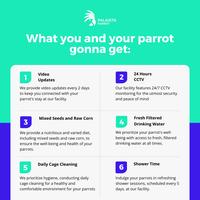 Gambar Penitipan Burung Parrot - Parrot Boarding by Palaista Parrot - Small dari Palaista Parrot undefined 4 Tokopedia