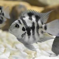 Gambar ikan cichlid blue polar dari oceanfishstore undefined 3 Tokopedia