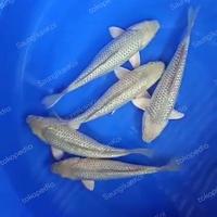 Gambar ikan koi blitar jenis soragoi dari SaungIkanKoi undefined 1 Tokopedia