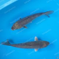 Gambar ikan koi blitar jenis soragoi dari SaungIkanKoi undefined 3 Tokopedia
