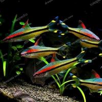 Gambar puntius denisoni 4cm dari SINAR MUTIARA AQUARIUM undefined 1 Tokopedia