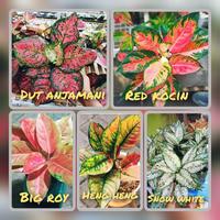 Gambar GROSIR paket 5 bunga termurah aglonema lokal dari Azalea Garden Metro Lampung undefined 1 Tokopedia