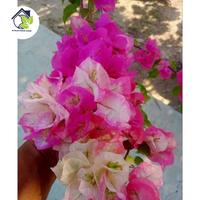 Gambar Stek Bougenville import Ramvina (perbatang) dari Berkah Taman Indah. undefined 2 Tokopedia