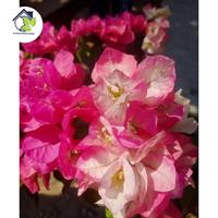 Gambar Stek Bougenville import Ramvina (perbatang) dari Berkah Taman Indah. undefined 1 Tokopedia