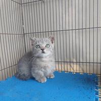 Gambar kucing Munchkin Gaelic Fold kaki pendek Lucu dari AnugrahShop2025 undefined 1 Tokopedia