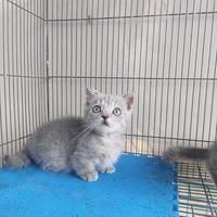 Gambar kucing Munchkin Gaelic Fold kaki pendek Lucu dari AnugrahShop2025 undefined 5 Tokopedia