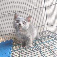 Gambar kucing Munchkin Gaelic Fold kaki pendek Lucu dari AnugrahShop2025 undefined 2 Tokopedia