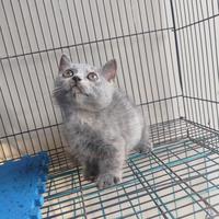 Gambar kucing Munchkin Gaelic Fold kaki pendek Lucu dari AnugrahShop2025 undefined 4 Tokopedia