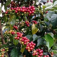 Gambar KOPI BUBUK GIRAS 500 GRAM TOP KUALITAS dari Alesha Collect undefined 3 Tokopedia
