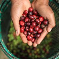 Gambar KOPI BUBUK GIRAS 500 GRAM TOP KUALITAS dari Alesha Collect undefined 5 Tokopedia