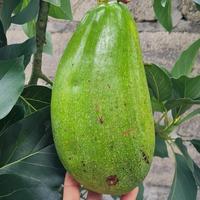 Gambar bibit alpukat aligator super unggul dan cepat berbuah hasil okulasi dari MUTIARA-BIBIT ID undefined 3 Tokopedia