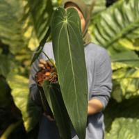 Gambar Anthurium warocqueanum 'Esmeralda' dari Apexfarmhouse undefined 2 Tokopedia