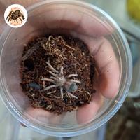 Gambar Brachypelma Emilia Sling dari ExoticPetsStore undefined 2 Tokopedia