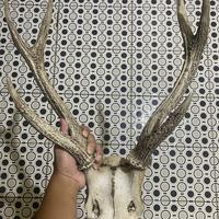 Gambar tanduk rusa asli 6 cabang antik sudah puluhan tahun dari hm supply.id undefined 4 Tokopedia