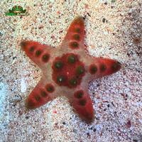 Gambar Bintang hias laut hidup - Bintang laut Jendral dari Dunia Anura 99 undefined 3 Tokopedia