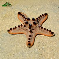 Gambar Bintang hias laut hidup - Bintang laut Jendral dari Dunia Anura 99 undefined 5 Tokopedia
