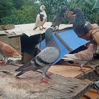 Gambar merpati sepasang atau satuan dari ghalloerfarm undefined 2 Tokopedia