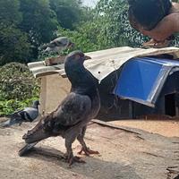 Gambar merpati sepasang atau satuan dari ghalloerfarm undefined 4 Tokopedia