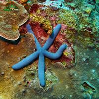 Gambar Bintang hias laut hidup - Bintang laut Biru dari Dunia Anura 99 undefined 5 Tokopedia