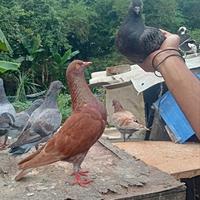 Gambar merpati sepasang atau satuan dari ghalloerfarm undefined 3 Tokopedia