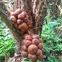 Gambar Bibit Pilihan Salak Gula Pasir | Biji Benih Salak Gula Pasir | Bibit Salak Manis dari De Coral undefined 3 Tokopedia