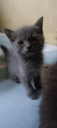 Gambar Jual kitten kucing himalaya british gemoy dari WarungKelontong Victor undefined 5 Tokopedia