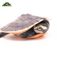 Gambar Emydura subglobosa (Dada merah) dari Dunia Anura 99 undefined 3 Tokopedia