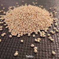 Gambar Milet putih repack kiloan pakan harian burung dan hamster dari Satrio aji store undefined 1 Tokopedia