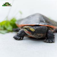 Gambar Emydura subglobosa (Dada merah) dari Dunia Anura 99 undefined 5 Tokopedia