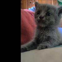 Gambar Jual kitten kucing himalaya british gemoy dari WarungKelontong Victor undefined 3 Tokopedia