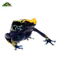 Gambar Dendrobates tinctorius robertus dari Dunia Anura 99 undefined 5 Tokopedia