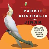 Gambar burung parkit Australia falk cockatiel lutino dari Parrot Nusantara undefined 1 Tokopedia