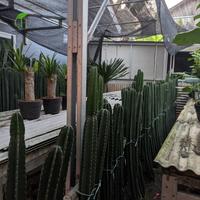 Gambar Tanamam Hias Kaktus Koboi - Pohon Kaktus Koboi - Kaktus Koboi Tanpa Duri - 4 M dari Flora Garden Store undefined 4 Tokopedia