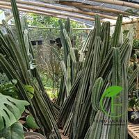 Gambar Tanamam Hias Kaktus Koboi - Pohon Kaktus Koboi - Kaktus Koboi Tanpa Duri - 4 M dari Flora Garden Store undefined 1 Tokopedia