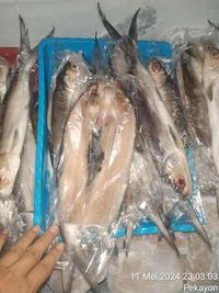 Gambar Bandeng Tanpa Duri 200gr Batari 200gr Ikan Bandeng Cabut Duri 200gr Frozen Fish 200gr Frozen Food 200gr dari Sadam Batari undefined 1 Tokopedia