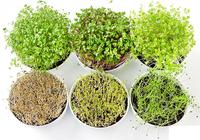 Gambar [7.5 ml] Bibit Green Amaranth, Seed Benih Microgreen Good Seed dari GardeNingrat undefined 3 Tokopedia