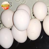 Gambar Telur Ayam Cemani Lidah Hitam Asli (Ternak sendiri) dari Lionelcemani undefined 2 Tokopedia