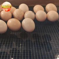 Gambar Telur Ayam Cemani Lidah Hitam Asli (Ternak sendiri) dari Lionelcemani undefined 1 Tokopedia