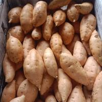 Gambar ubi madu cilembu 1kg (mentah) jaminan keluar  adu double lumer dari Hasil Tani 89 undefined 3 Tokopedia