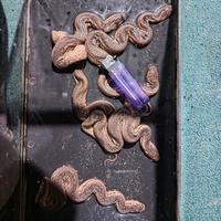 Gambar Elphant trunk snake ular belalai gajah ular karung dari Kolpripets undefined 2 Tokopedia